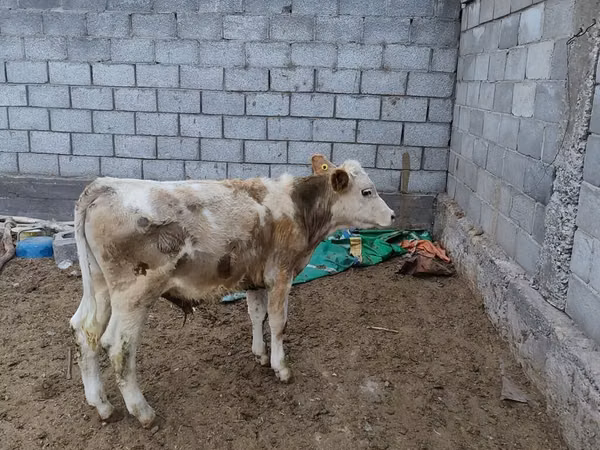Toro, Simmental cattle