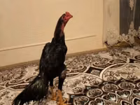 Chickens — الصورة 1