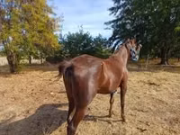 Mare, Standardbred — photo 4