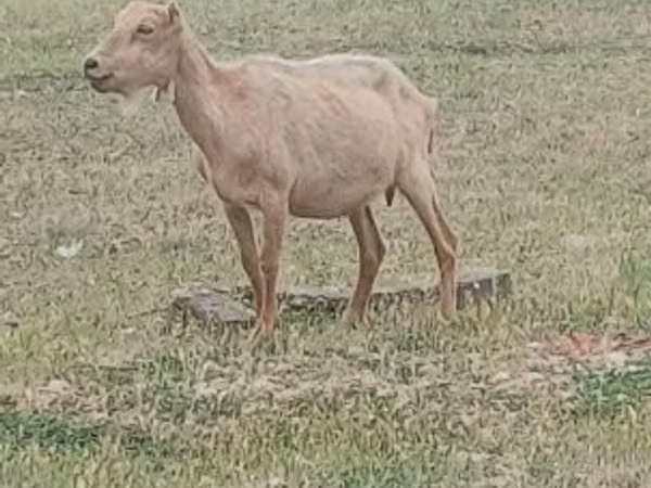 تيس, Alpine goat