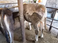 Bulle, Swiss cattle — Foto 7