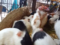 猪（批次，未指定性别）, Pigs — 照片 2