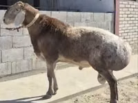 Ram, Hissar sheep — photo 1