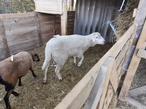 Carnero, Cameroon sheep