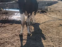 Cow, Simmental cattle — photo 5