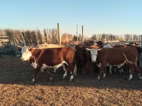 सांड, Simmental cattle — फ़ोटो 1