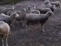 Widder, Ile-de-France sheep — Foto 4