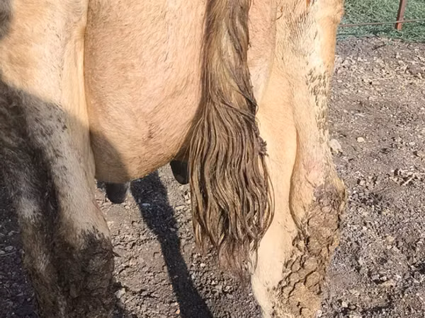 Kuh, Swiss cattle