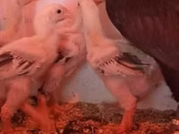 Chickens — Foto 4