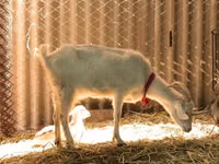 Ziegen (Partie, Geschlecht nicht angegeben), Saanen goat — Foto 2