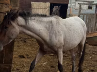 घोड़ा, Kustanai horse — फ़ोटो 4