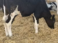 Bulle, Russian Black pied cattle — Foto 1