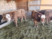 ثور, Simmental cattle — الصورة 5