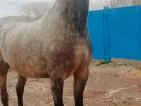 Yegua, Orlov Trotter — foto 1