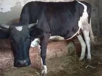 Cow, Russian Black pied cattle — photo 8