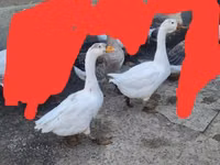 Geese — foto 4