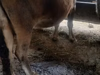 Cow, Alatau breed — photo 2