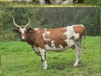 Cow, Ayrshire — photo 4