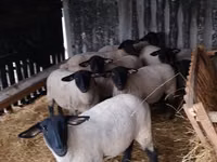 Ovejas (lote, sexo no especificado), White Suffolk sheep — foto 2
