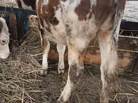 ثور, Simmental cattle — الصورة 2