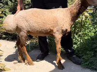 Oveja, Jaidara sheep — foto 3