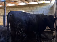 Bull, Red Polled Cow — photo 4