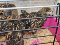 وياندوت — الصورة 8