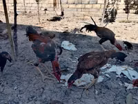 Chickens — Foto 2