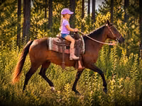 Mare, Quarter Horse — photo 4