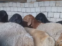 मेढ़ा, Blackheaded Persian sheep — फ़ोटो 4