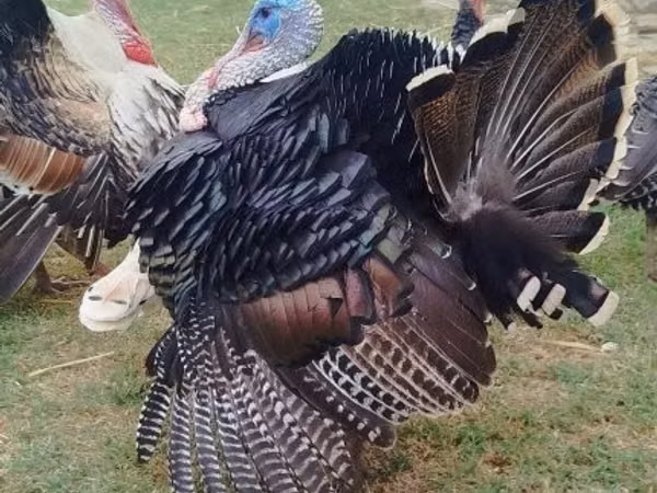 Turkeys