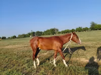 حصان, Akhal-Teke — الصورة 6