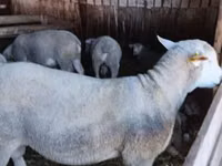 Widder, Ile-de-France sheep — Foto 7