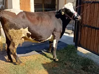 Cow, Holstein breed — photo 3