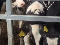 Toro, Simmental cattle — foto 7