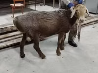 Widder, Ordabasy sheep — Foto 2
