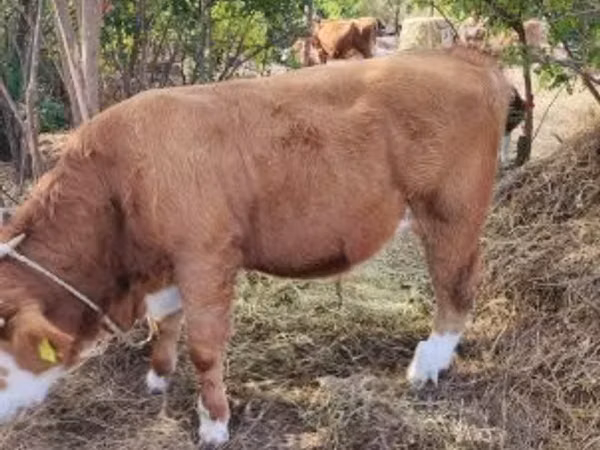 Bulle, Ungarische Graue Rasse