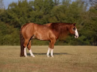 Caballo, Quarter Horse — foto 1