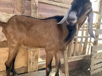 Cabro, Nubian Goat — foto 4