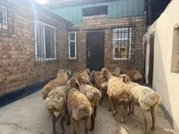 Carnero, Rhon sheep — foto 4
