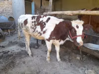 بقرة, Red Estonian cattle — الصورة 2