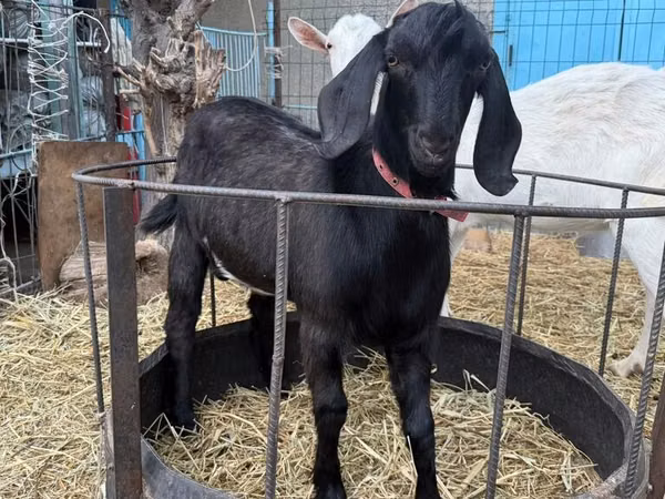 Ziege, Beetal goats