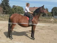 Stute, Hungarian horse breed — Foto 2