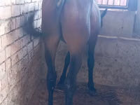 Horse (M), Manipuri pony — photo 1