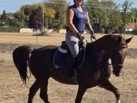 Stute, Hungarian horse breed — Foto 6