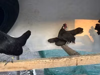 Chickens — Foto 2