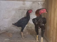 Gallo de pelea de fosa australiano — foto 2