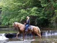 Horse (M), Palomino — photo 6