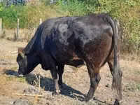 Kuh, Braune Karpatenrasse — Foto 2