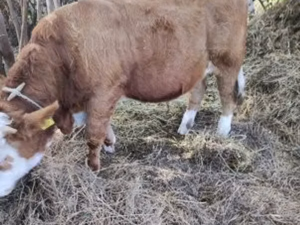 Бык, Симментальская порода
